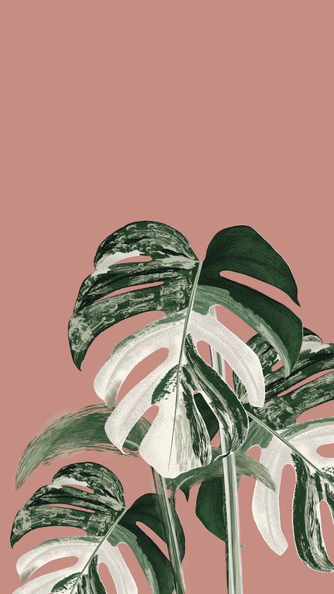 An illustration of Monstera Variegata Monstera Wallpaper Iphone, Monstera Wallpaper, Monstera Variegata, Sage Aesthetic, Seni Mural, Plant Sketches, Zestaw Ikon, Plant Background, نباتات منزلية