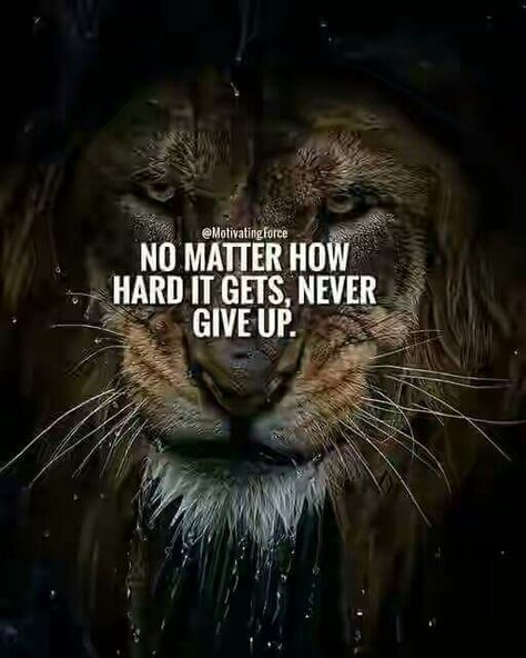 Never ever give up Ever!!!! Lioness Quotes, Daily Positive Quotes, Lion Quotes, Daily Quotes Positive, King Quotes, Motivational Inspirational Quotes, Wolf Quotes, Encouraging Quotes, Quotes Of The Day