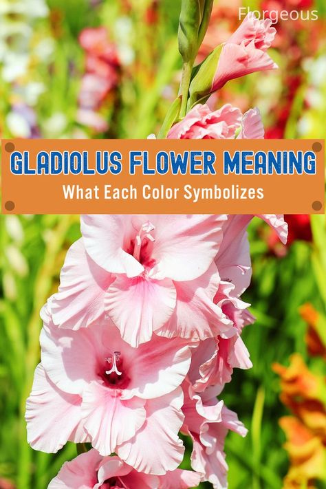 Gladiolus Flower Meaning Gladiolus Flower Meaning, Gladiolus Tattoo, Gladiolus Flower, Strength Tattoo, Flower Meanings, Color Meanings, Latin Words, The First Americans, Greek Words