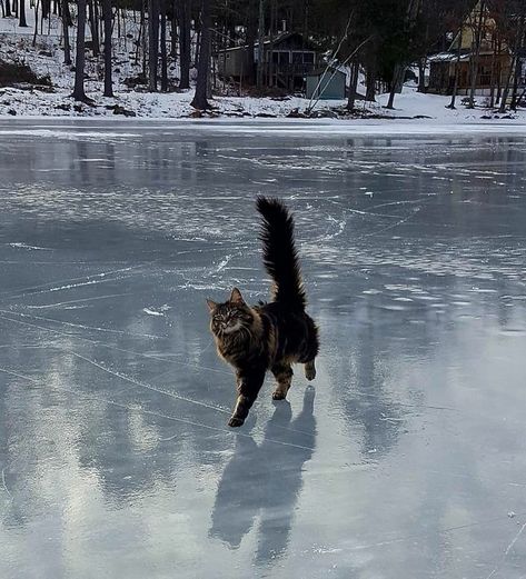 Frozen Lake Aesthetic, Cats In Nature, Cats In Winter, Lake Animals, Winter Lake, Winter Cat, Cat Pose, Frozen Lake, Pretty Animals