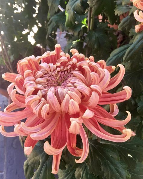 Crysathumums Flower, Crysamthmum Flower, Chrisanthiums Flower, Crisanthiums Flower, Chrysanthemum Flower Aesthetic, Chrisantemum Flower, Heirloom Chrysanthemums, Crysantenum Flower, Pom Pom Chrysanthemum