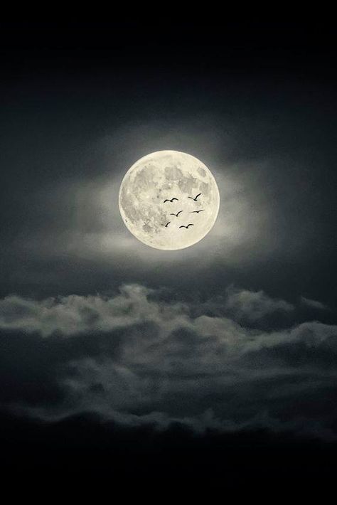 Full Moon Pictures, Full Moon Photography, Full Moon Photos, Moonlight Photography, Moon Dance, Moonlit Sky, Moon Images, Moon Shadow, Shoot The Moon