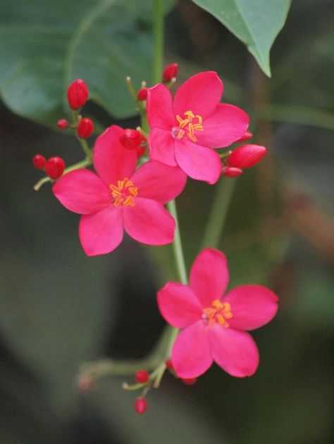 Tiny Pink Flowers Pink Flower Pictures, Tiny Pink Flowers, Honolulu Zoo, Pretty Pink Flowers, Island Pictures, Plant Fungus, Hawaii Oahu, Beautiful Pink Flowers, The Big Island