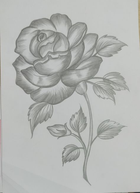 Rose Drawing Pencil, Pencil Shading, Rose Drawing, Drawing Pencil, Rose Painting, Flower Tattoo, Pencil, Tattoos, Drawings