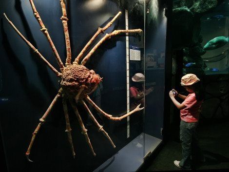 Japanese spider crabs. Nasty. Japanese Spider Crab, Common Spiders, Spider Crab, Big Crab, Coconut Crab, Kill It With Fire, Fun Facts About Animals, 10 Interesting Facts, Giant Spider