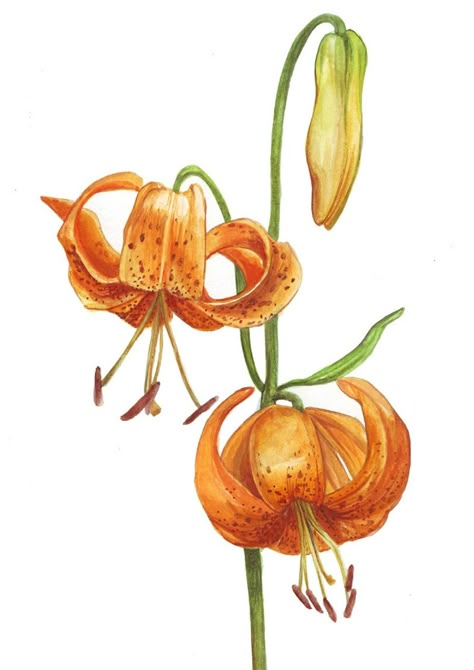 Tiger Lily-reminds me of my dads house where they grow wild every summer Droopy Flower Tattoo, Lilly Flower Drawing, Wild Tiger Lily, Tiger Lily Tattoo, Tiger Lily Tattoos, Marilyn Minter, Lilies Drawing, Botanical Flowers Print, Watercolor Tiger