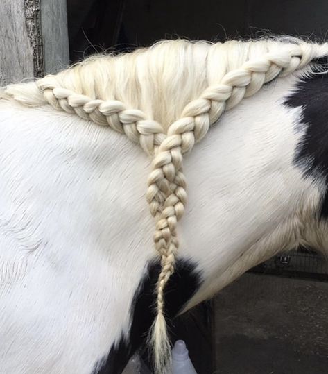 Horse Waterfall Braid, Horse Hairstyles Braids, Horse Hair Braiding Ideas, Horse Hairstyles Ideas, Horse Braiding Ideas, Braids For Horses, Horse Braids Mane, Horse Hair Styles, Horse Tail Braid