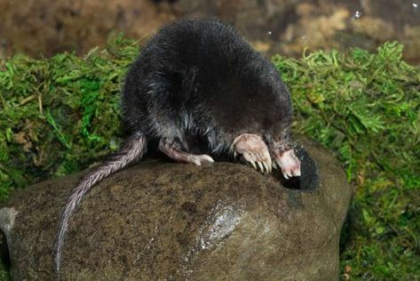 14 Fascinating Star-Nosed Mole Facts ... Starnose Mole, Star Nosed Mole, Aquatic Insects, Bizarre Facts, Design Moodboard, Animal References, Black Bear, Creature Design, Amphibians