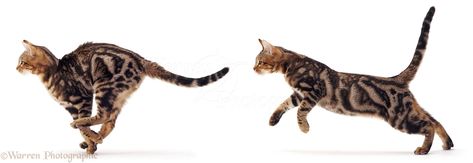 Cat Running, Cat Anatomy, Cat Run, Cat Background, Kitten Photos, Cat Reference, Cat Spray, Cat Pose, Owning A Cat