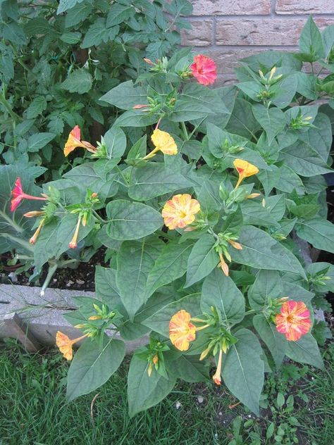 Backyard Garden Four O'clock Flowers 4 Oclock Flowers, Four Oclock Flowers, Four O Clock Flowers, Garage Hacks, Clock Flower, Four O Clock, Shade Perennials, Rock Garden Landscaping, Wildflower Garden