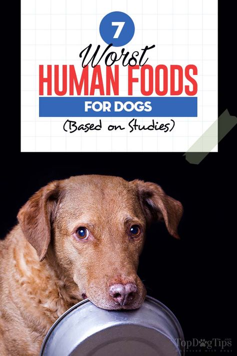 Your dog getting sick off of food that you give them is one of the worst case scenarios that any and all dog owners wish that they never have to face. It is good to remember that even though dogs are somewhere between carnivores and omnivores that consume the organic matter of other animals, they can also be classified as opportunistic (read: occasional) herbivores. #worst #human #foods #pets #dogs #doghealth #science #studies #pethealth Foods Dogs Cant Have, Food Dogs Cant Eat, Things Dogs Cant Eat, Foods For Dogs, Human Food For Dogs, Make Dog Food, Natural Dog Food, Raw Dog Food Recipes, Dog Nutrition