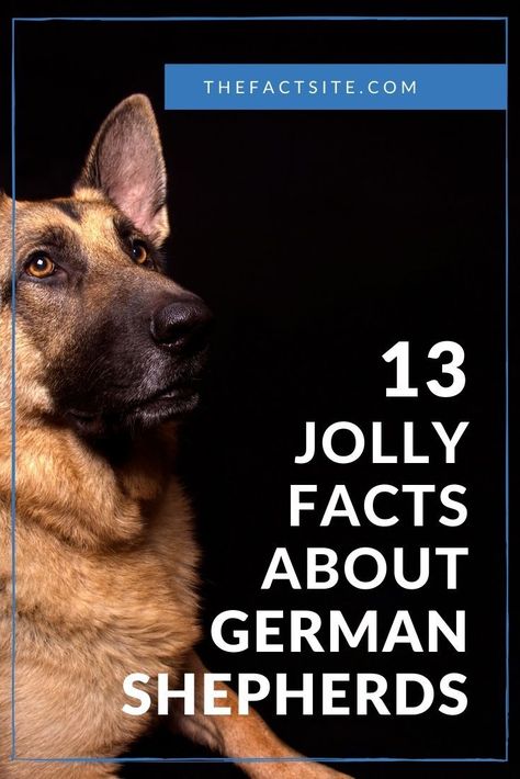 German Shepherd Facts, Types Of German Shepherd, Wildlife Facts, German Dog Breeds, Smartest Dogs, Smartest Dog Breeds, German Shepherd Breeds, Breeds Of Dogs, Easiest Dogs To Train