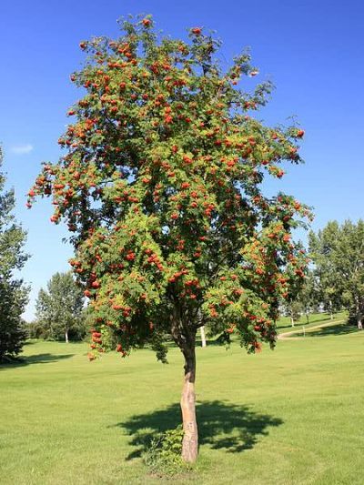 Weeping White Spruce, Mountain Ash Tree, Low Maintenance Yard, Betula Pendula, Red Maple Tree, White Spruce, English Country Cottage, Mountain Ash, Our First Home