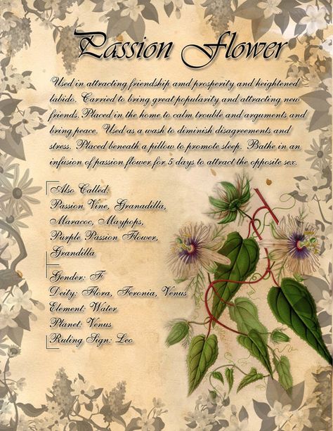 Book of Shadows: Herb Grimoire- Passion Flower by CoNiGMa My Book Of Shadows, Purple Passion Flower, Hoodoo Conjure, Witchcraft Herbs, Passion Vine, Magickal Herbs, Witch Herbs, Green Witchcraft, Magic Herbs