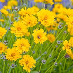 Tickseed Coreopsis, Cranesbill Geranium, Sunflower Family, Echinacea Purpurea, Flowers Blooming, The Sunflower, Buy Plants, Plant Combinations, Nature Garden