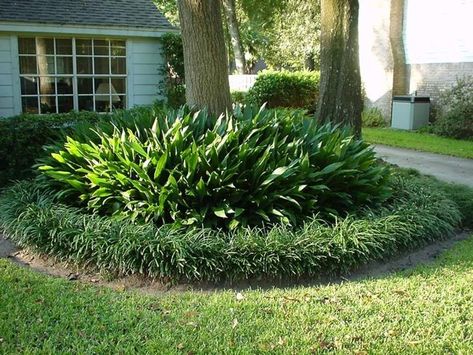 images cast iron plant | Cast iron plant | Pretty Plants Monkey Grass, Landscaping Around Trees, Florida Landscaping, Cast Iron Plant, Front Yard Design, Easy Landscaping, Front Landscaping, Iron Plant, Shade Plants