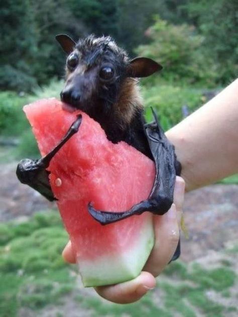 This one is now mine. Get your own. Thank you. I've never before thought a bat was cute before this! :) Fruit Bat, Baby Bats, Humor Videos, Cute Bat, Weird Pictures, Humor Funny, Funny Humor, Cute Creatures, Sweet Animals