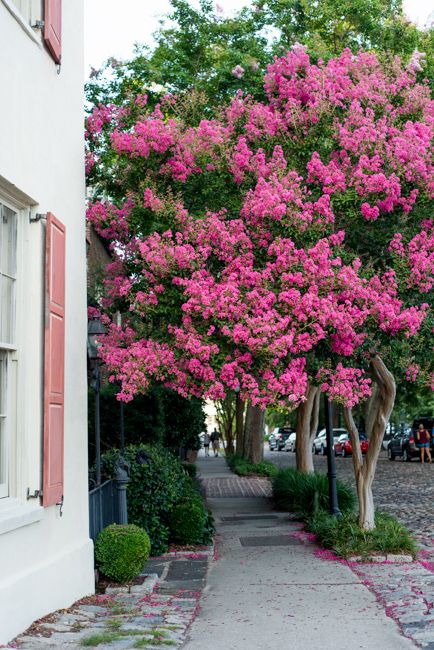 Small Front Gardens, Trees For Front Yard, Home Styles Exterior, Crepe Myrtle, Front Gardens, Summer Trees, Street Trees, Tillandsia Air Plant, Crape Myrtle