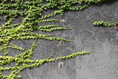 Ivy on concrete Wall Ivy, Brooklyn Library, Environment References, Ivy Wall, Ivy Plants, Gorgeous Scenery, Concrete Wall, Flora Fauna, House Garden