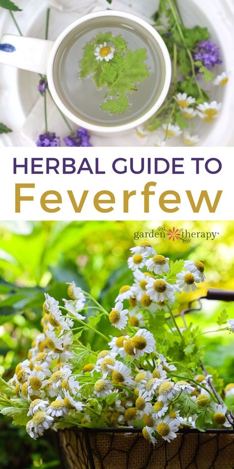 Feverfew Plant, Herbal Remedies Recipes, Wild Food Foraging, Medicinal Herbs Garden, Garden Therapy, Cold Sores Remedies, Herbal Recipes, Natural Healing Remedies, Herbal Healing