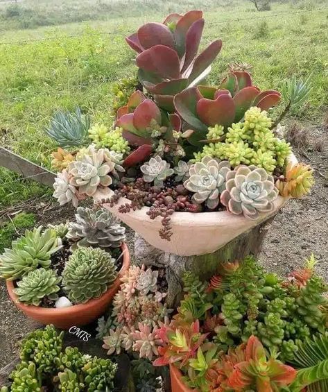 Jade Plant Arrangement, Fountain Planter Ideas, Propagating Jade Plants, Propagating Jade, Jade Plant Propagation, Succulent Fountain, Cleansing Your Home, Fountain Planter, Succulent Garden Outdoor