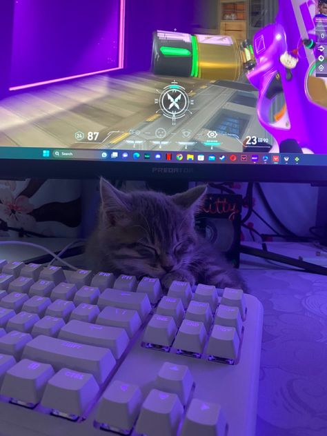 Cat Valorant, Black Twists, Animal Pfp, Pc Aesthetic, Cats White, Mini Mundo, Gaming Setups, House Games, Kitty Games