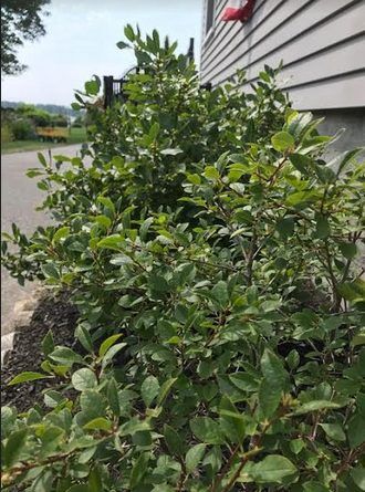 I Love Winterberries, even during the Summer ~ - Mom Generations | Audrey McClelland | Stylish Life for Moms Winter Floral Arrangements, Red Jewel, Green Fruit, Ornamental Plants, Side Yard, Window Boxes, Red Paint, Summer Months, Red Berries