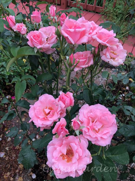 Queen Elizabeth Rose Bush, Grandiflora Roses, Queen Elizabeth Rose, Chelsea 2023, Peace Rose, Gardens Of The World, Rose Gardens, Shrub Roses, Plant Tags