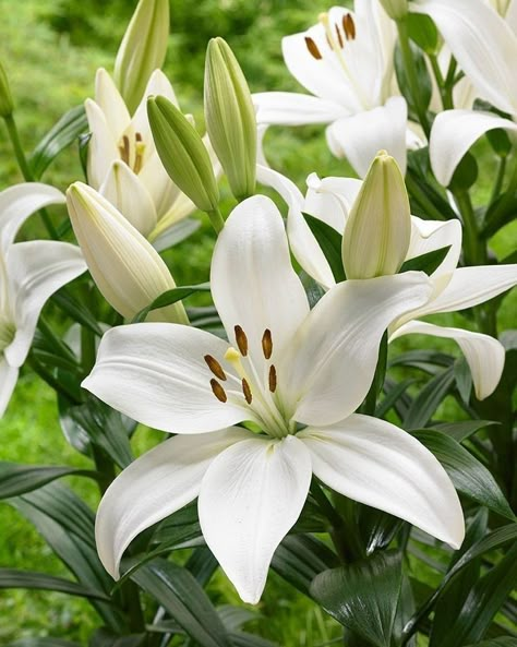 White Lilium, Growing Lilies, Bulbous Plants, Strange Flowers, Lily Plants, Plant Photography, Flower Names, White Gardens, White Lilies