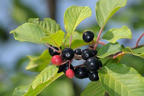 Alder buckthorn, shrub grows as the hilly sunny places, the edges of streams or swampy areas, but only up to altitudes of 1000 meters. Alder buckthorn , reaches heights of 2-3 meters. Alder buckthorn, part of the family and is called in Latin Graminaceelor Rhamnus frangula (Frangulea ALNUS). From Alder buckthorn , is used exclusively peel. Alder buckthorn , is gathered in March-April periods August and October. Alder Buckthorn-Natural Treatments Alder Buckthorn bark, contains a number of sub... Buckthorn Tree, Alder Tree, Organic Fertilizer, Food Source, Small Trees, Nutrient Dense, Trees And Shrubs, Natural Treatments, Medicinal Plants