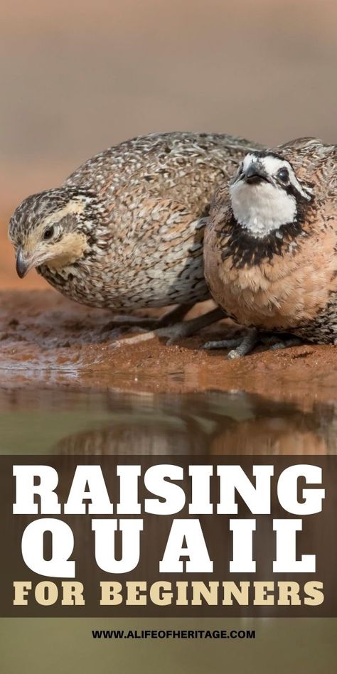 Raise Quail, Raising Quail For Profit, Raising Quail For Meat, Quail Run Ideas, Raising Quail For Eggs, Quail Pen, Quail House, Como Plantar Pitaya, Button Quail