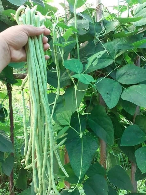 Farm Plants, Growing Vegetables In Pots, Vegetables Garden, Creative Garden Decor, Vegetable Pictures, Different Types Of Vegetables, Long Bean, Growing Cucumbers, Vegetable Garden Planning