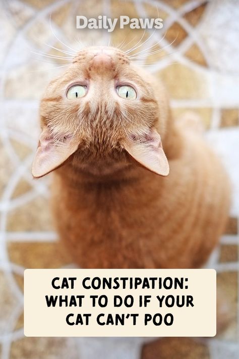 If you want to help a constipated cat, there are a couple of safe home remedies, but please consult your vet first before trying them. #petcare #pets #pethealth #healthypets #petnutrition #petdiet #kittenhealth #puppyhealth Cat Constipation Remedies, Constipated Cat, Cat Remedies, Cat Health Remedies, Cat Massage, Cat Tips, Colorful Hairstyles, Constipation Remedies, Cat Music