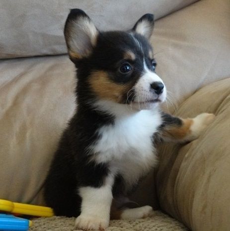 Pembroke Welsh Corgi Puppies For Sale | South Carolina 9, SC Black Corgi Puppy, Cowboy Corgi Puppies, Black Corgi, Cowboy Corgi, Corgi Stuff, Corgi Puppies For Sale, Welsh Corgi Pembroke, Corgi Breeds, Pembroke Welsh Corgi Puppies