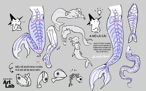 Mermaid Tail Reference, Animal Base Drawing, Tail Ideas Drawing, Mermaid Tail Art Reference, Tail Drawing Reference, Mermaid Tail Anatomy, Siren Tail Drawing, Anatomy Of A Mermaid, Mermaid Drawing Reference Sirens