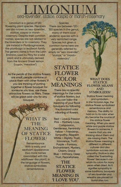 Sea Lavender Plant, Statice Flower Aesthetic, Statice Plant, Limonium Flower, Lavender Meaning, Statice Flower, Sea Lavender, Witch Things, Flower Types