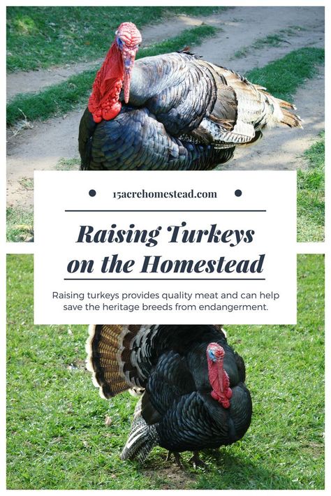 Raising turkeys on the homestead can provide quality meat and save the heritage breeds from the endangered list too! Raising Turkeys, Turkey Farm, Raising Farm Animals, Acre Homestead, Homestead Farm, Turkey Meat, Free Range Chickens, Building A Chicken Coop, Poultry Farm