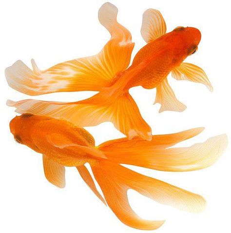 KOI FISH ~ (GOLDFISH) - Totem Talk Moodboard Pngs, Orange Fish, Golden Fish, Orange Aesthetic, Sumi E, Wedding Humor, Koi Fish, Aquarium Fish, Arabesque