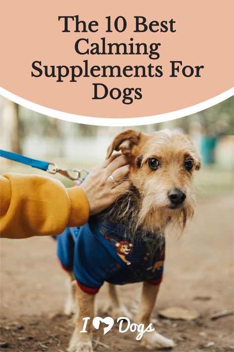 Dog Vitamins Best, Lifestyle Improvement, Calming Herbs, Supplements For Dogs, Itchy Dog, Dog Vitamins, Holistic Pet Care, Dog Wellness, Mood Support