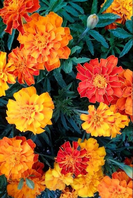 Red Orange And Yellow Flowers, Red Orange Yellow Flowers, Yellow And Orange Flowers, Types Of Red, Personal Investigation, Container Gardening Flowers, Flowers Photo, Gardening Flowers, Container Gardens