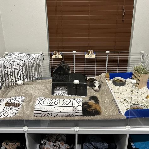 C&c Cage Ideas, Guinea Pig Cage Ideas Aesthetic, Guinea Pigs Cage Ideas, Guinea Pig Cage Ideas, Pig Treats, Guinea Pig Diy, Bunny Cage, Pig Care, C&c Cage