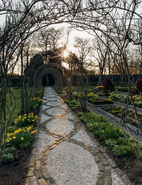 Daffodil Varieties, Walkway Design Ideas, Scottish Garden, Garden Walkways, Scottish Homes, Walkway Design, Old Oak Tree, Garden Walkway, Walled Garden