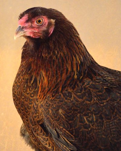 Poultry Breeds, Rhode Island Red, Chicken Health, Homesteading Skills, Brown Eggs, Chicken Breeds, French Words, The Monks, Small Farm