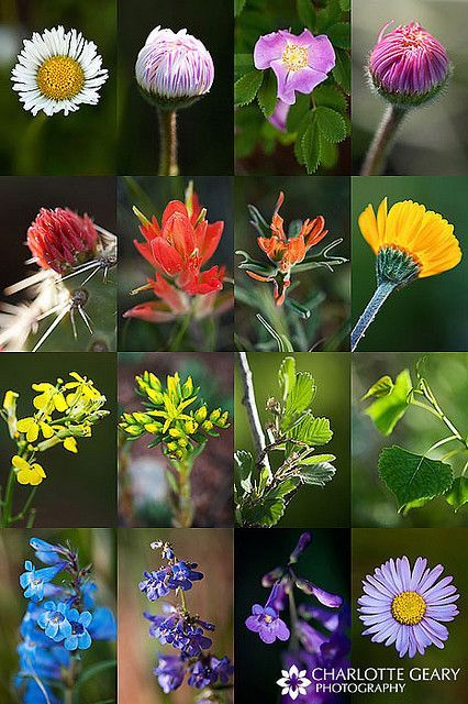 Colorado wildflowers - what will hopefully be growing in my front yard this year! Colorado Flowers, Colorado Landscaping, Colorado Gardening, Colorado Wildflowers, Making Plant Pots, Drought Tolerant Landscape, Wild Edibles, Garden Route, Wildflower Garden