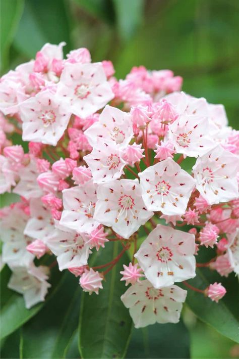 Shade-loving Mountain Laurel for the south side yard? - These tips on Mountain Laurel care are awesome! It's an evergreen bush with really pretty flowers that grows well in the shade. Learn all about how to grow Kalmia latifolia #fromhousetohome #MountainLaurel #shadegarden #plants #gardeningtips Laurel Flower, Kalmia Latifolia, Shade Loving Shrubs, Mountain Laurel, Decoration Plante, Nothing But Flowers, Unusual Flowers, Pretty Plants, Exotic Flowers