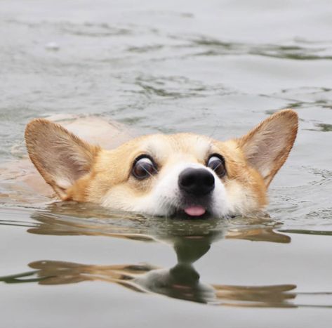 WeRateDogs® on Twitter: "This is Gen, the happiest corgi in the world. He’s been blessing us with his facial expressions for years, and it’s about time we honor his magnificence. 14/10 (IG: genthecorgi)… https://t.co/KJWcqZ2KDd" A Dog, Swimming, Water