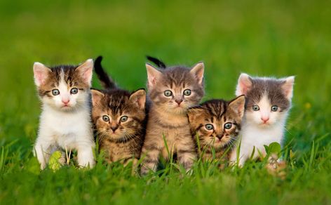 European Shorthair kittens – European Shortairs represent an elaborate way to refer to common European cats. Because they come in different sizes, colours and temperaments, they are impossible to summarize. Cat Whisperer, F2 Savannah Cat, Cat Spray, Baby Kittens, Little Kittens, Cat Names, Pet Safe, Cat Photo