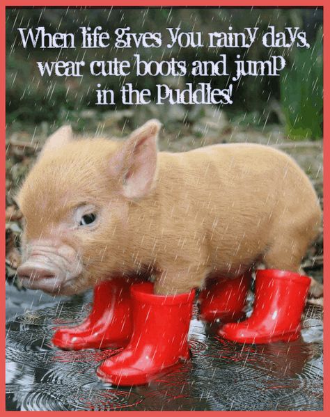 Good Morning Rain, Rainy Good Morning, Good Morning Rainy Day, Rainy Day Quotes, Golden Shoes, Cute Piglets, Morning Memes, A Hedgehog, Good Morning Friends Quotes