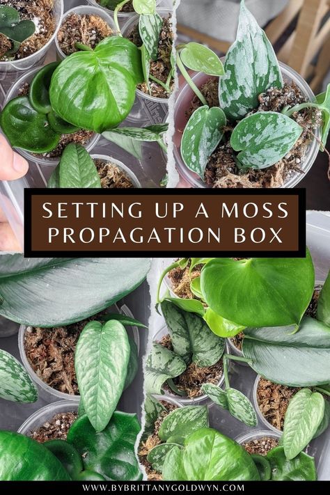 Learn how to make a plant propagation box to create a little greenhouse that's perfect for creating the conditions necessary to root plants. Moss Propagation, Rubber Plant Care, Houseplant Ideas, Miniature Greenhouse, Root Plants, Prop Box, Aquascape Design, Small Greenhouse, Plant Propagation