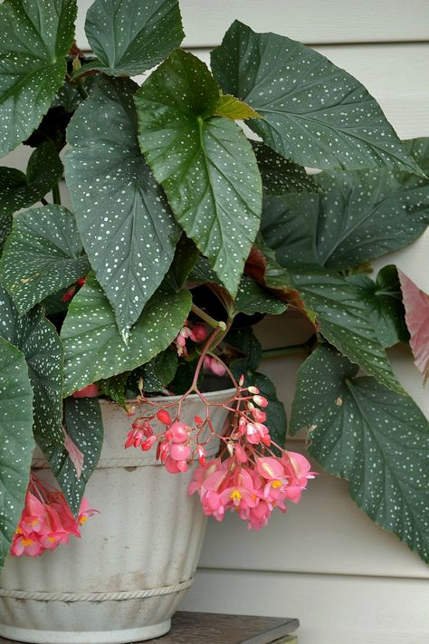 Begonia Tattoo, Angel Wing Begonias In Pots, Angel Wing Begonia, Begonia Angel Wing, Dragon Wing Begonia, Begonia Moonlight Butterfly Plant, Begonia Luxurians, Leafy Plants, Angel Wings